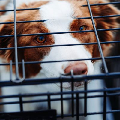Hund i bur, om smuggelhundar, ICA Försäkring