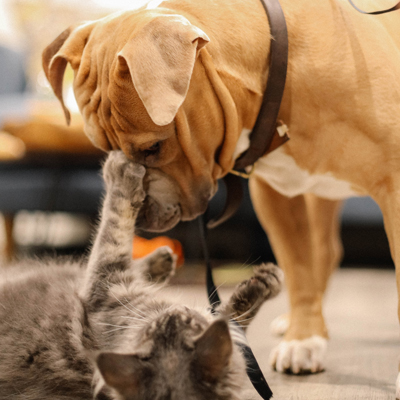 Veterinärvård för hund och katt
