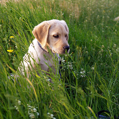 Hundvalp i högt gräs